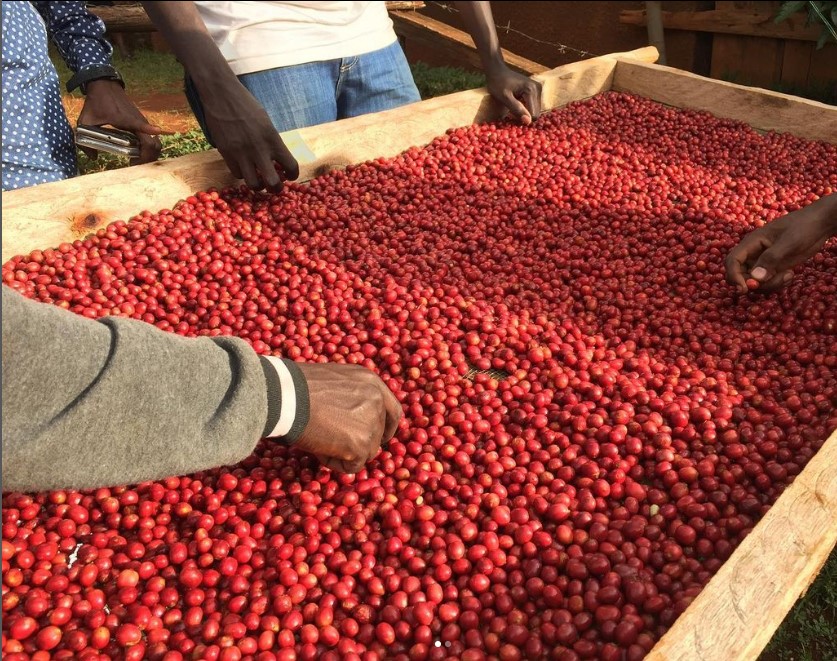 Coffee assessment tabel Uganda